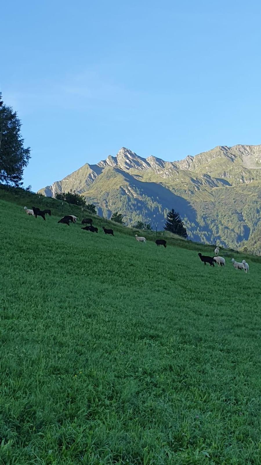 Hinterreithlehen - Ferienwohnung Am Bauernhof Mittersill Luaran gambar